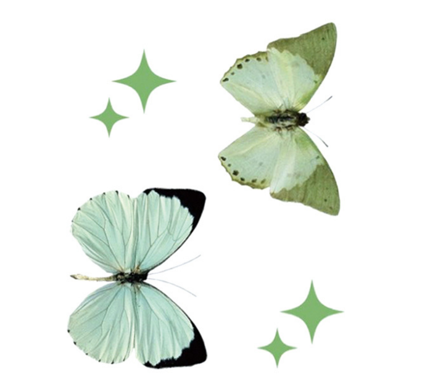 Butterfly 22